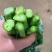 贵州威宁高山高海拔露天板蓝根菜苔，