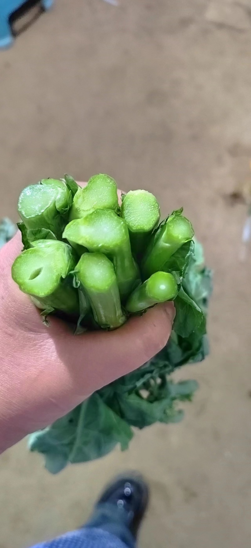 贵州威宁高山高海拔露天板蓝根菜苔，