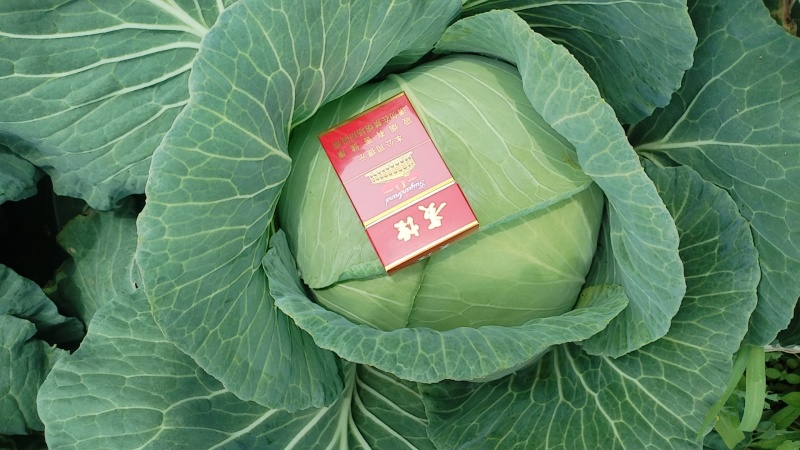 贵州省威宁县高山蔬菜平包菜