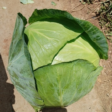 贵州省威宁县高山蔬菜平包菜
