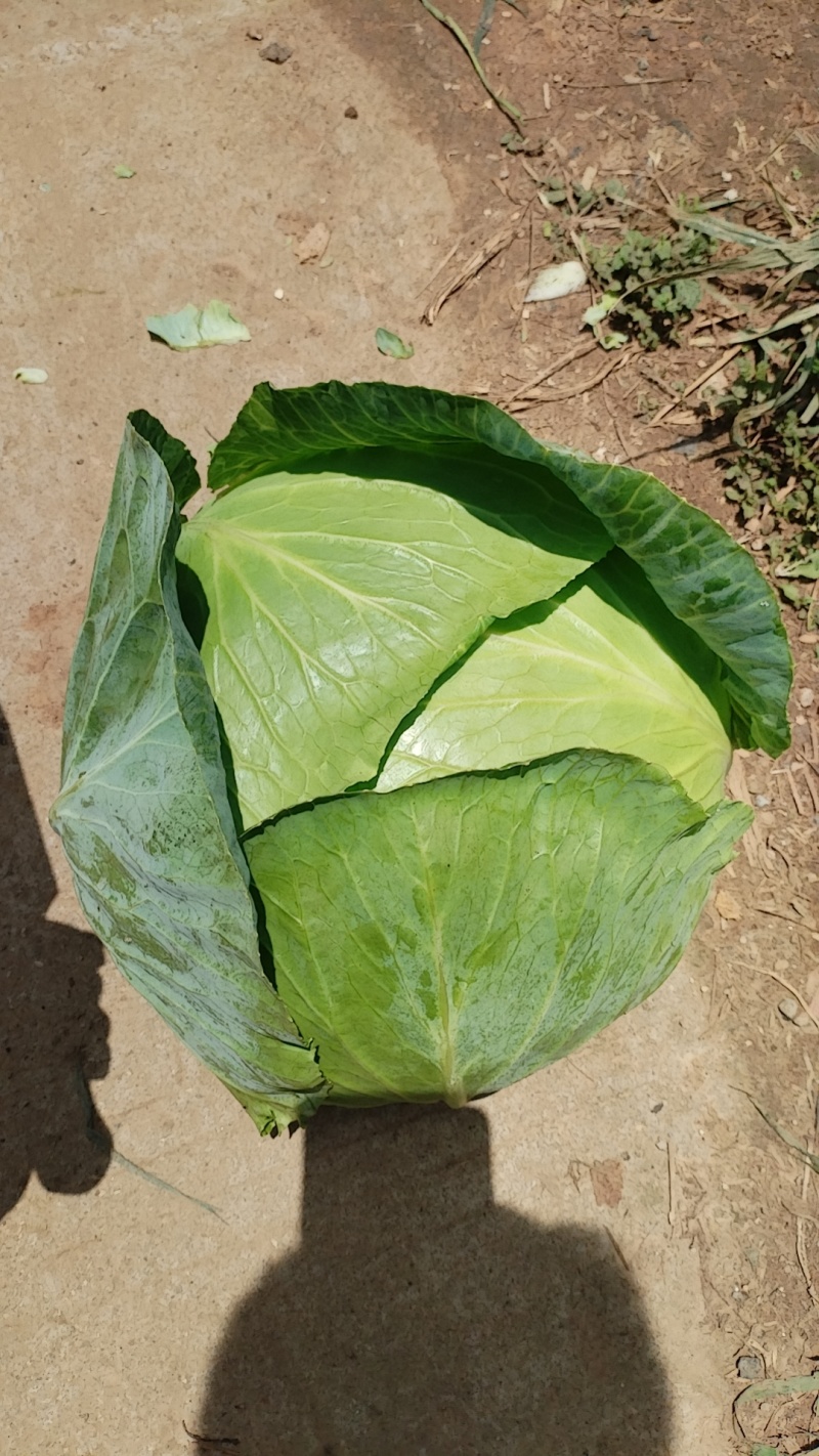贵州省威宁县高山蔬菜平包菜