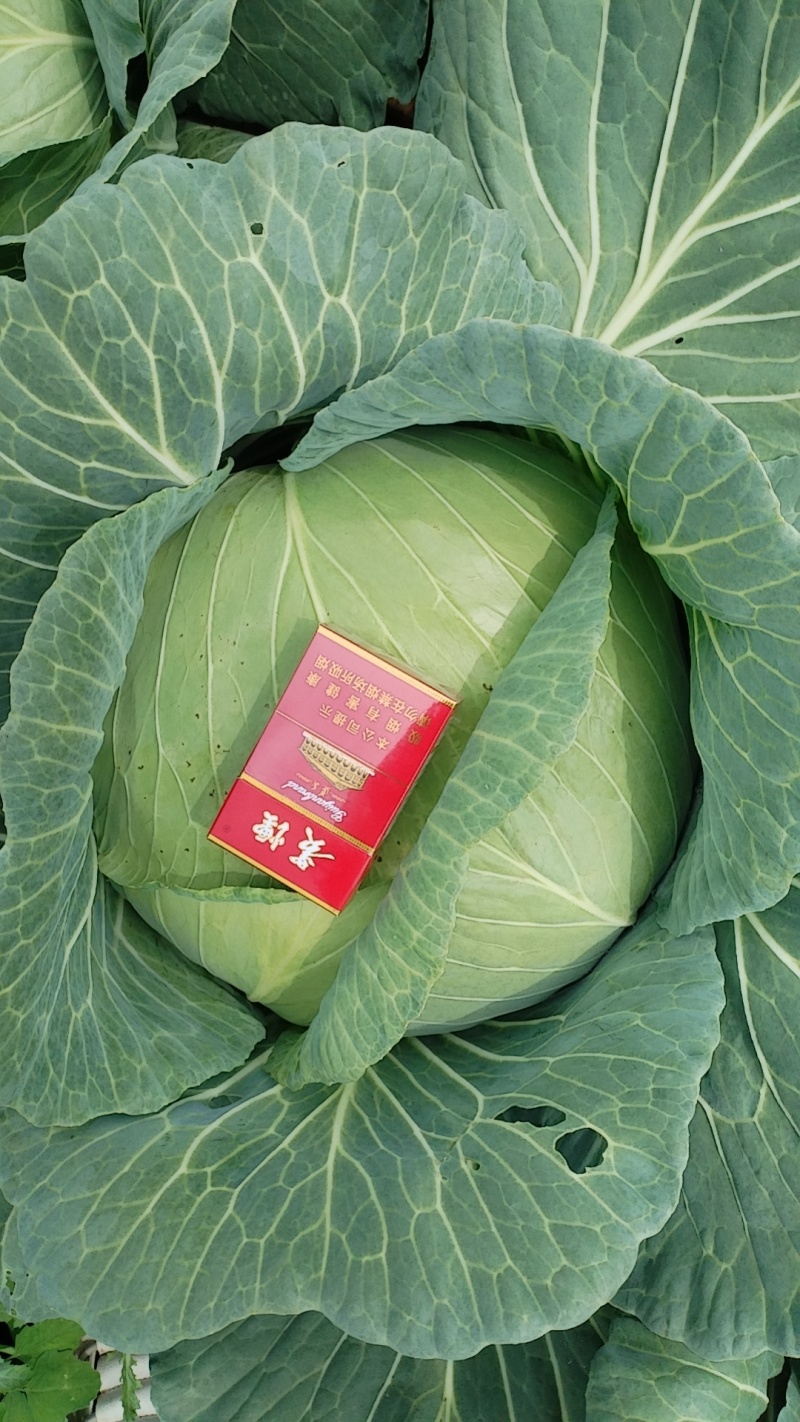贵州省威宁县高山蔬菜平包菜