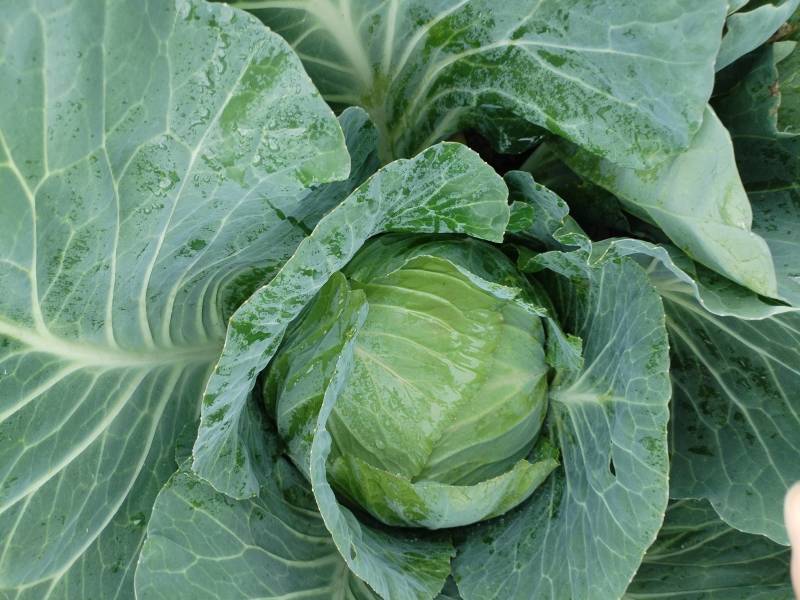 贵州省威宁县高山蔬菜平包菜