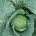 贵州省威宁县高山蔬菜平包菜