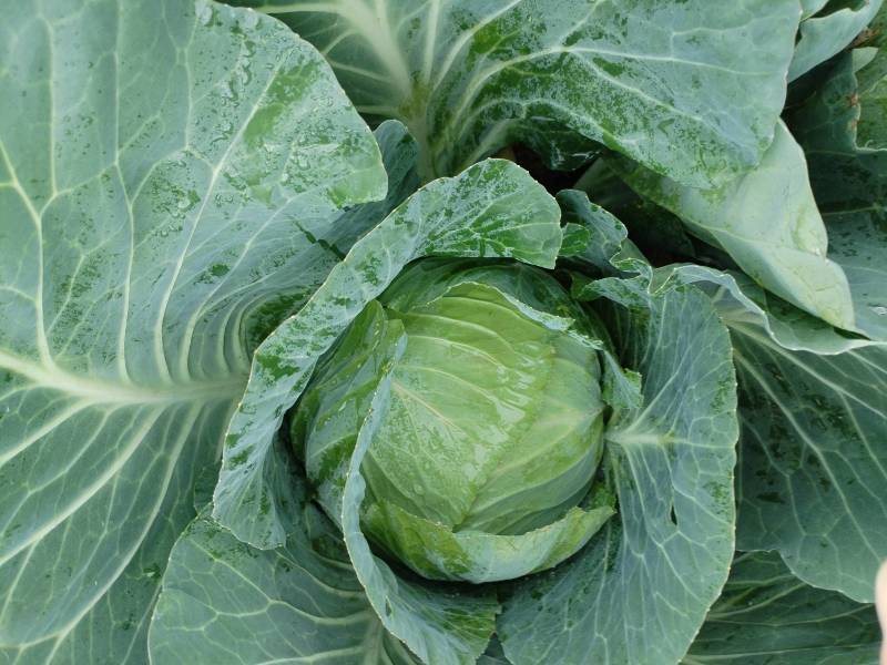 贵州省威宁县高山蔬菜平包菜