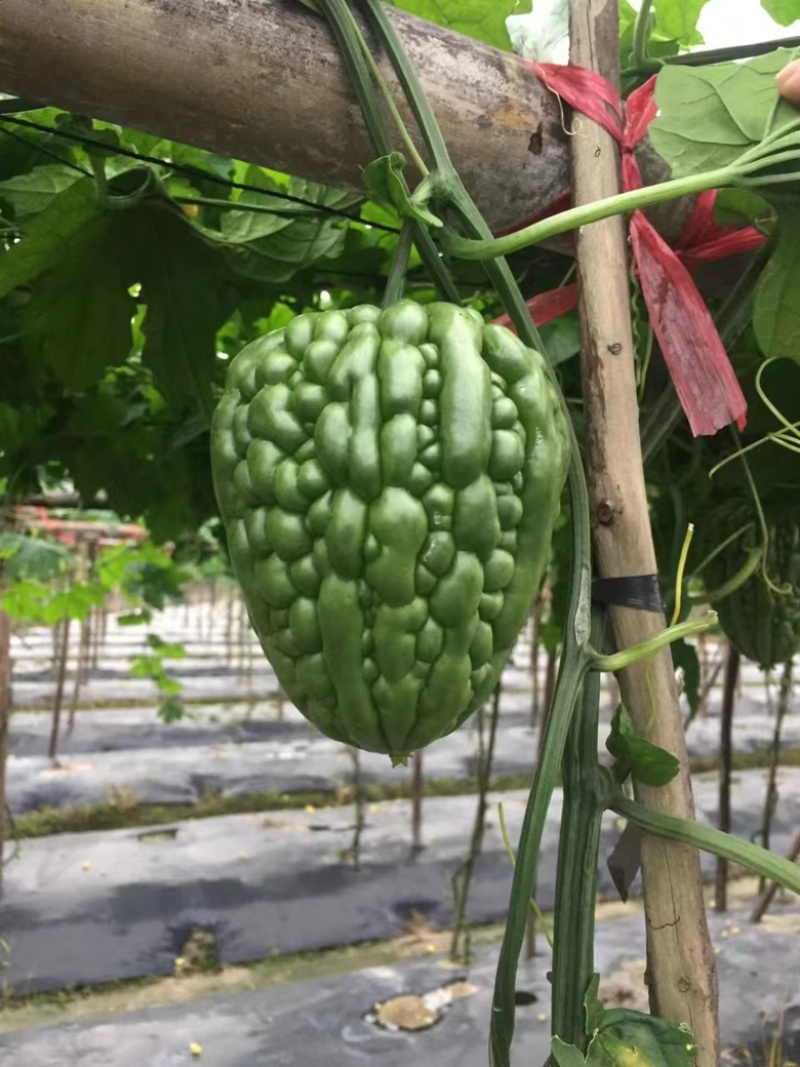 改良三号大鼎苦瓜苗