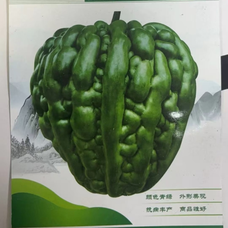 改良三号大鼎苦瓜苗