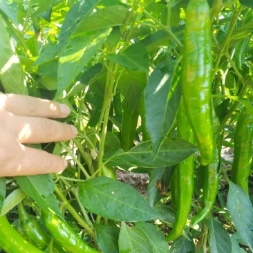 青辣椒/大青椒/辣椒/青椒/鲜辣椒