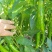 青辣椒/大青椒/辣椒/青椒/鲜辣椒