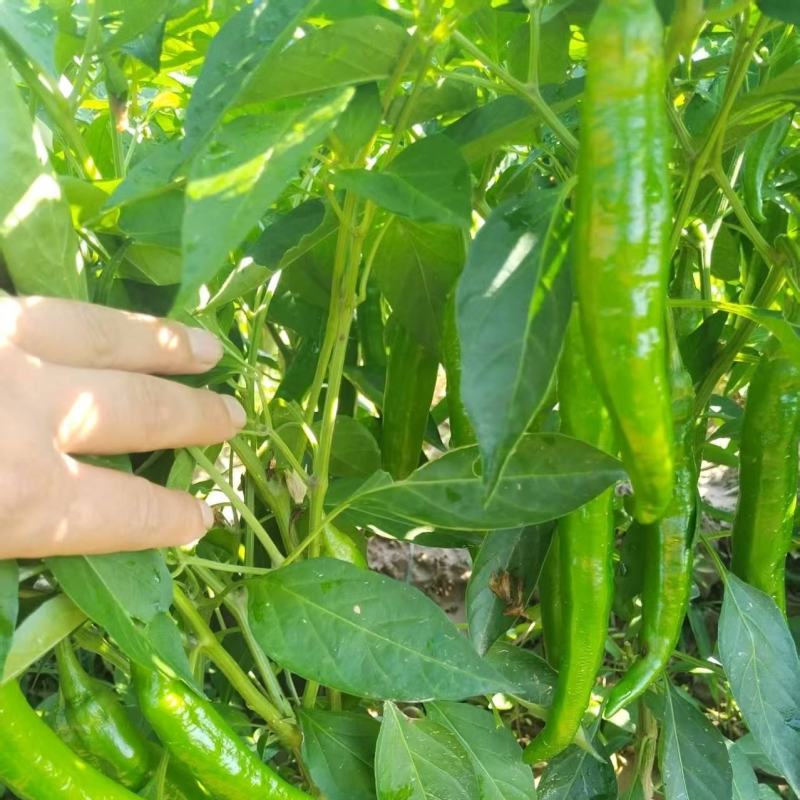 青辣椒/大青椒/辣椒/青椒/鲜辣椒