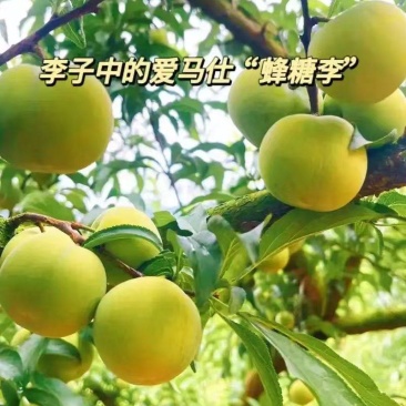 贵州安顺镇宁六马蜂糖李