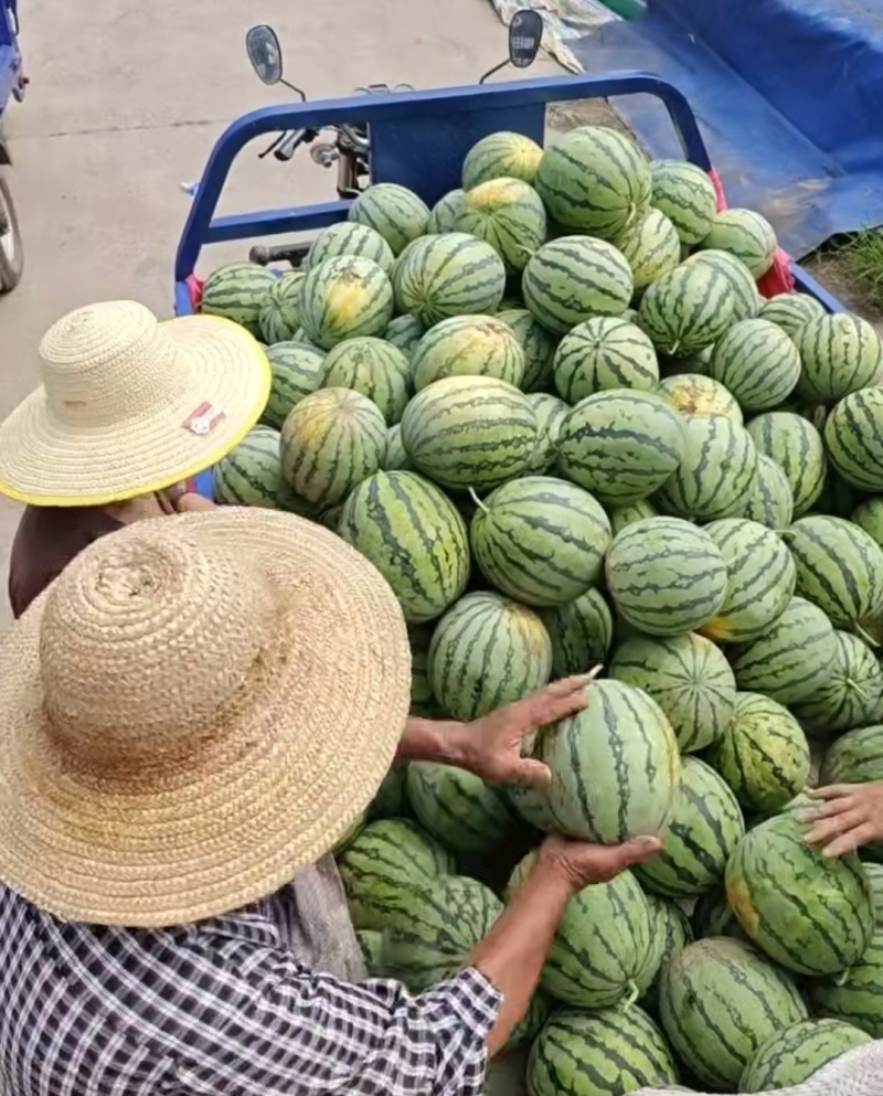 黑美人西瓜&美都西瓜/湖北西瓜/包熟包甜/全国代发一条龙