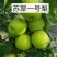 《酥脆一号》湖北梨/产地现摘现发/价格便宜/欢迎来电咨询