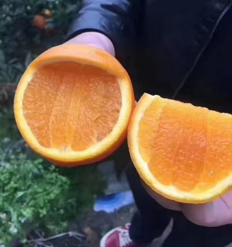精品夏橙&湖北橙子～产地现摘现发/量大从优/欢迎来电洽谈