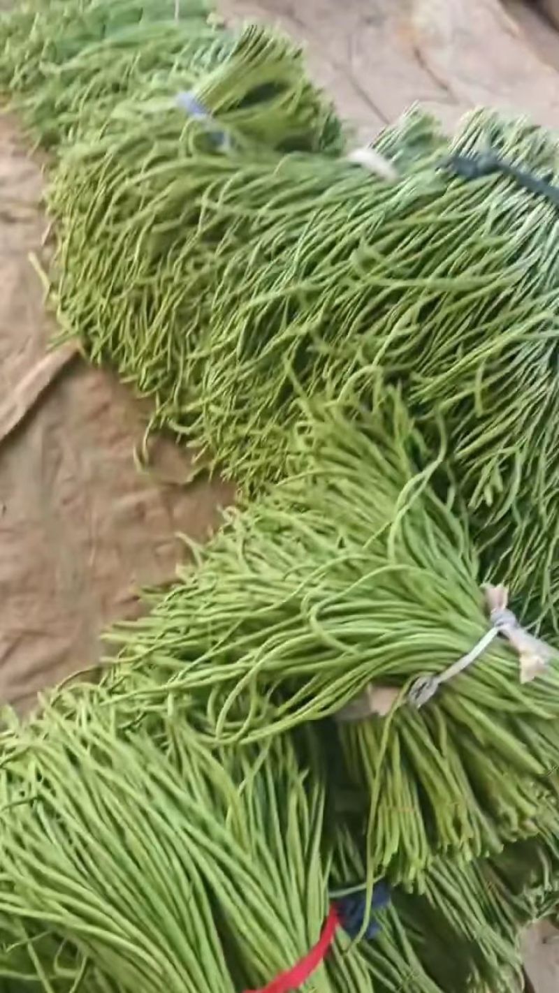 新鲜长豆角