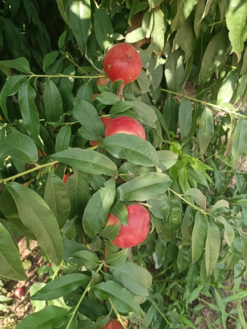 中油20，个大味美，***********