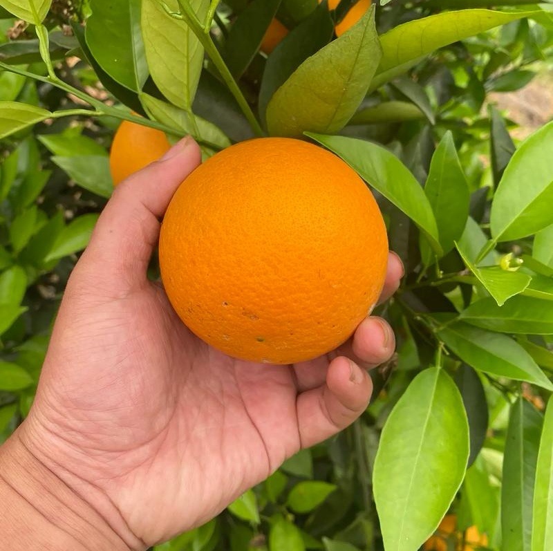 精品夏橙&湖北橙子～产地现摘现发/量大从优/欢迎来电洽谈