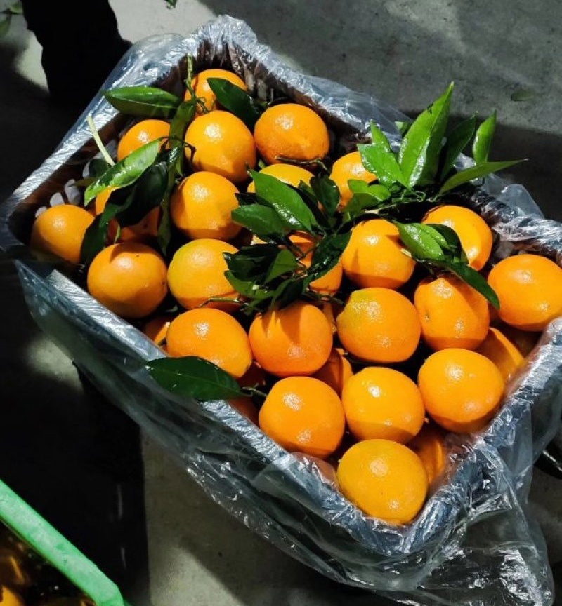 精品夏橙&湖北橙子～产地现摘现发/量大从优/欢迎来电洽谈