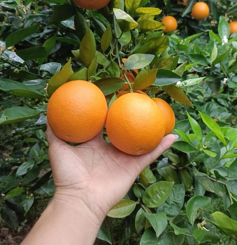 精品夏橙&湖北橙子～产地现摘现发/量大从优/欢迎来电洽谈