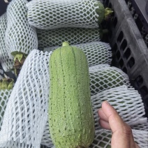 肉丝瓜