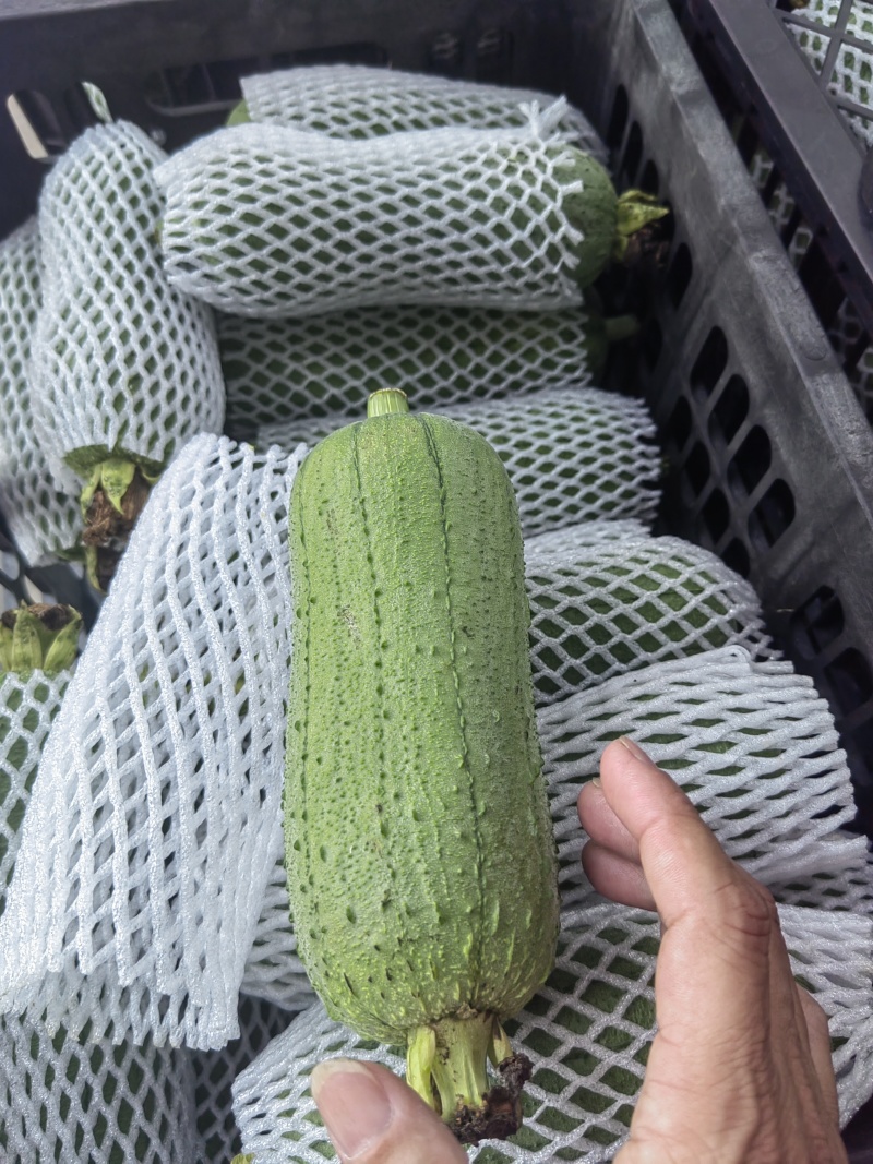 肉丝瓜