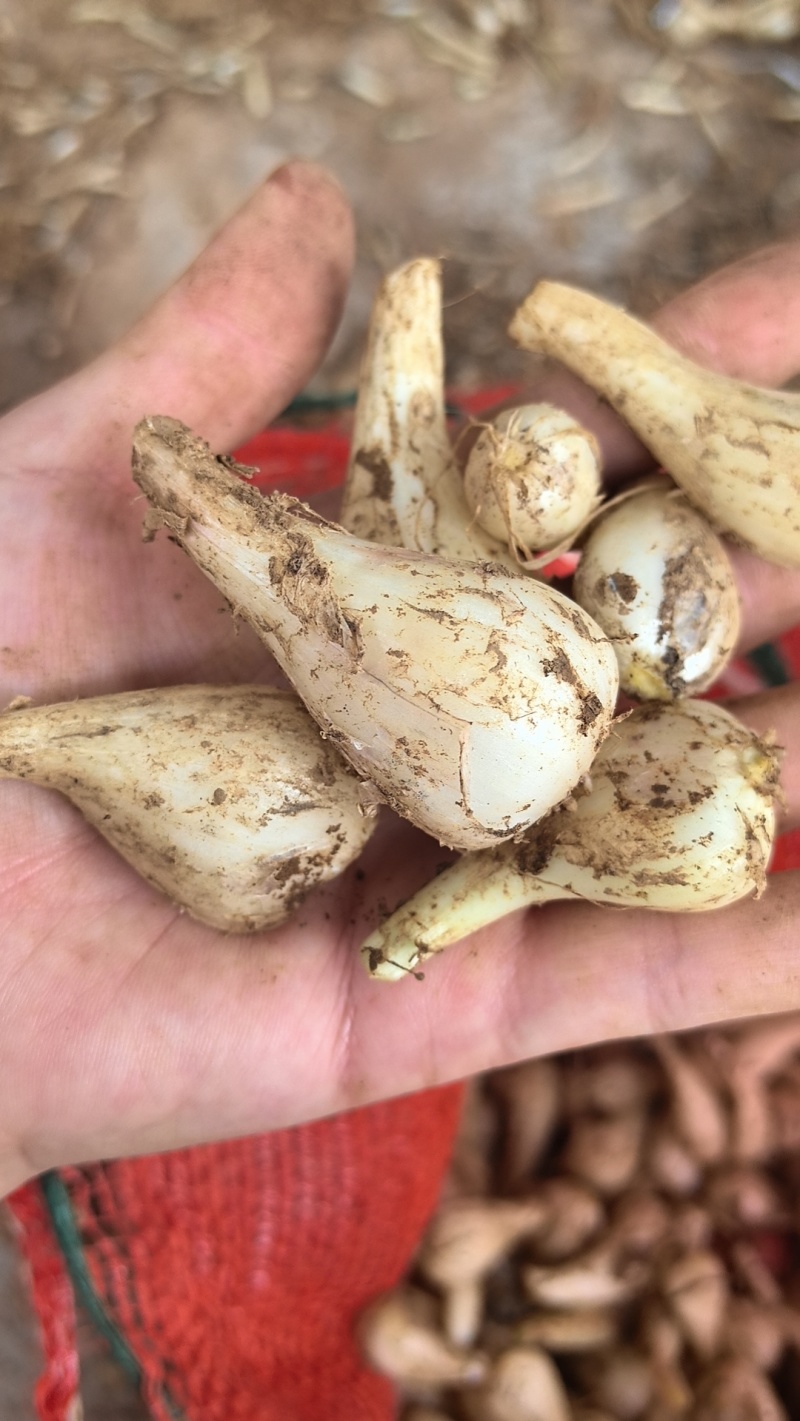 藠头新鲜个大，现挖现货，