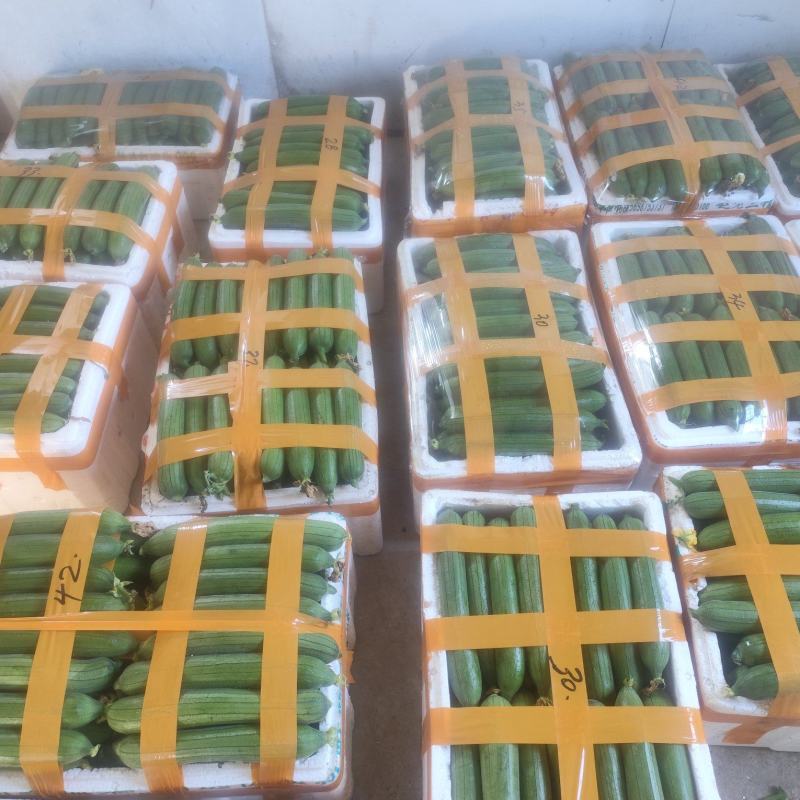 自产自销油皮丝瓜欢迎新老客户订购非诚勿扰