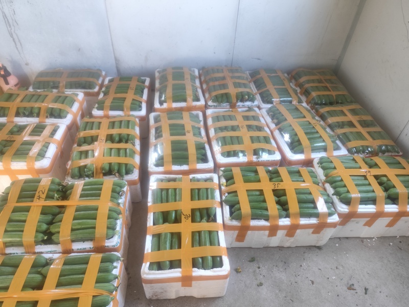 自产自销油皮丝瓜欢迎新老客户订购非诚勿扰