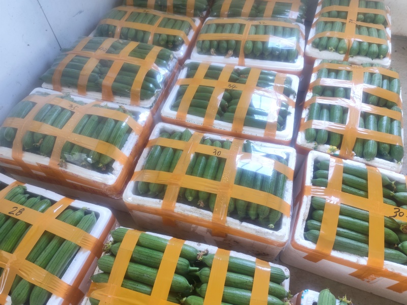 自产自销油皮丝瓜欢迎新老客户订购非诚勿扰