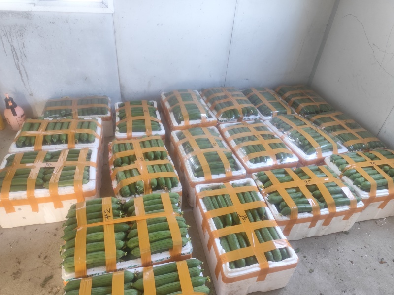 自产自销油皮丝瓜欢迎新老客户订购非诚勿扰