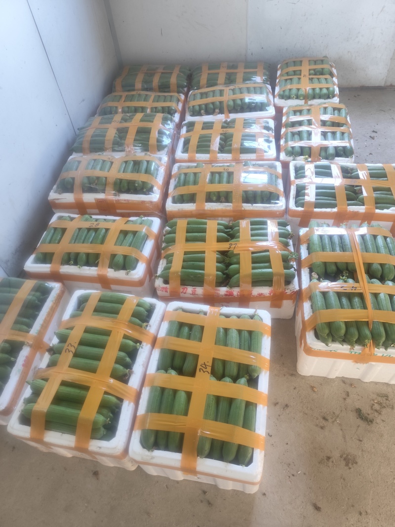 自产自销油皮丝瓜欢迎新老客户订购非诚勿扰