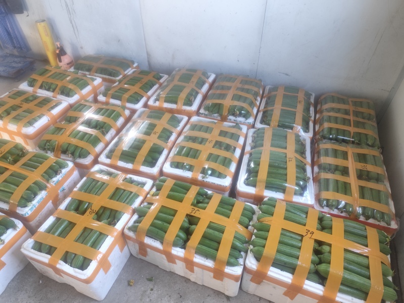 自产自销油皮丝瓜欢迎新老客户订购非诚勿扰