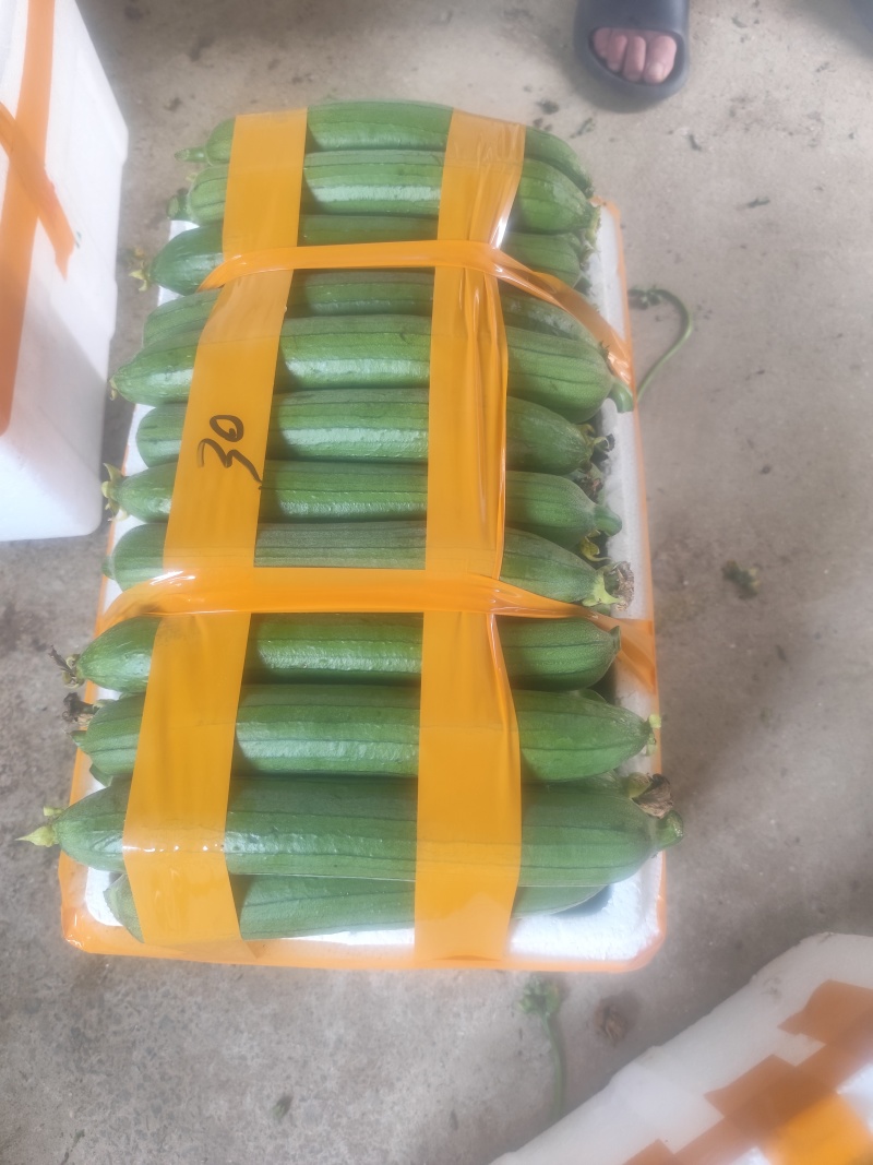 自产自销油皮丝瓜欢迎新老客户订购非诚勿扰