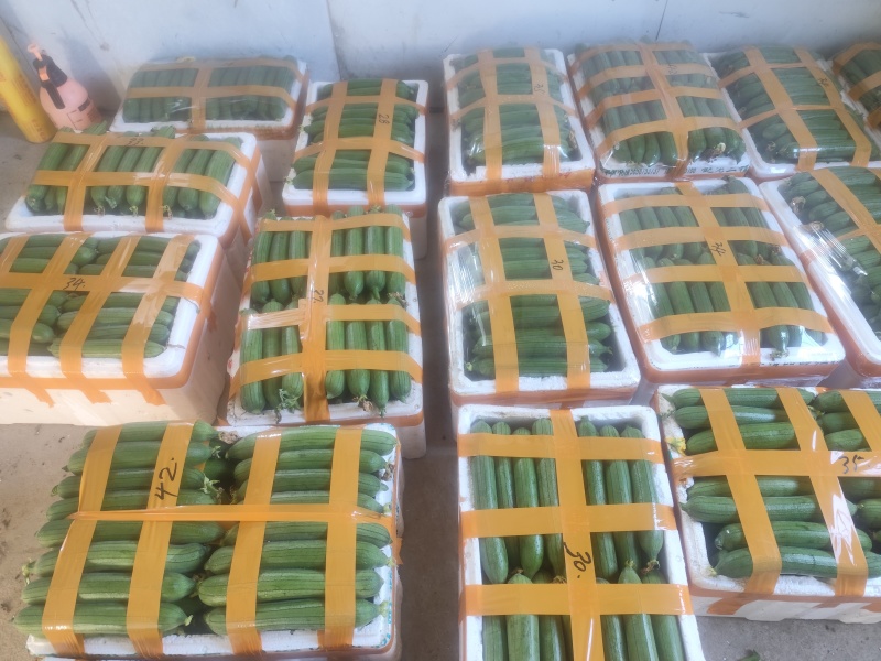 自产自销油皮丝瓜欢迎新老客户订购非诚勿扰