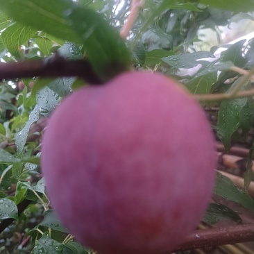 芙莱索