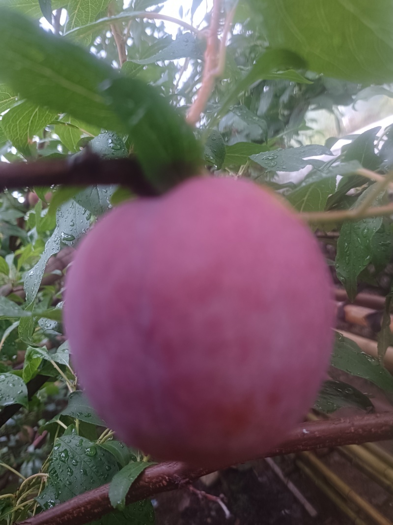 芙莱索