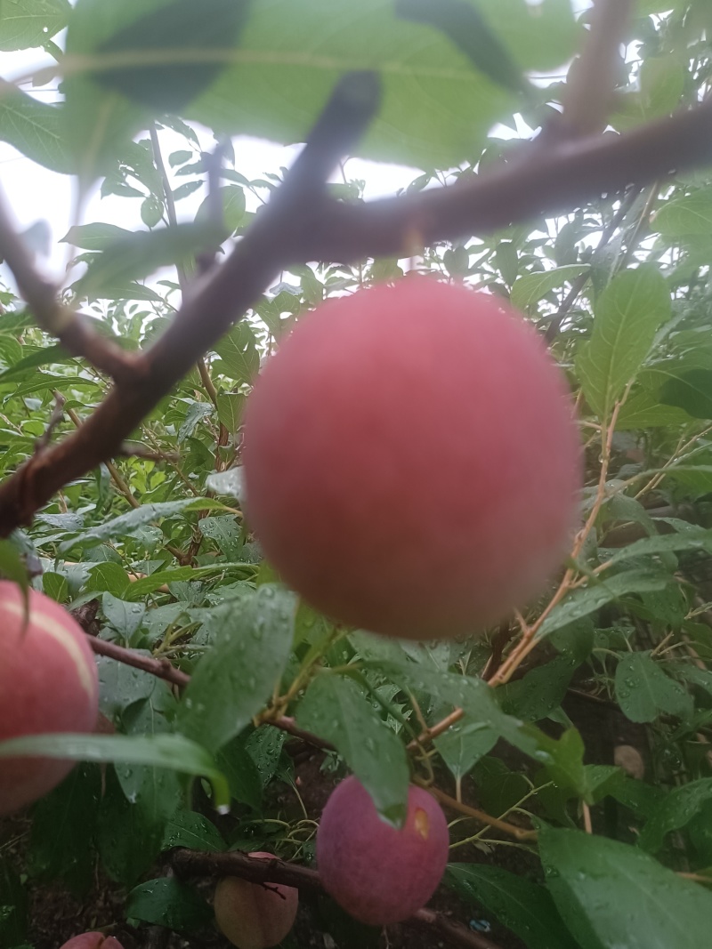 芙莱索