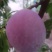 芙莱索