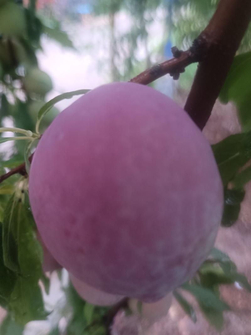 芙莱索