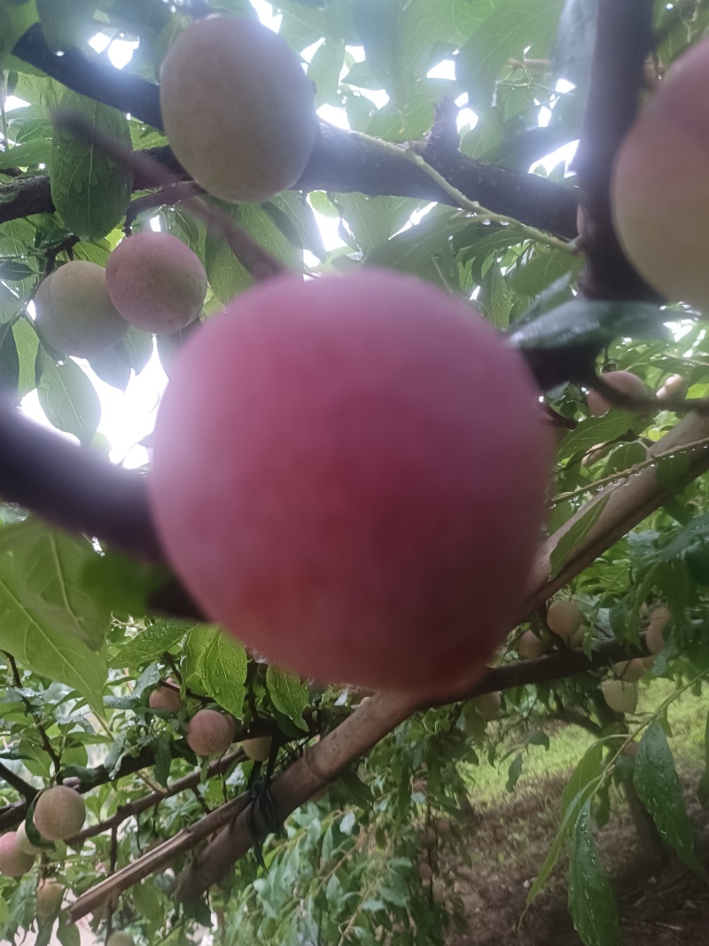 芙莱索