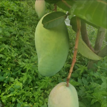大青芒，无籽芒