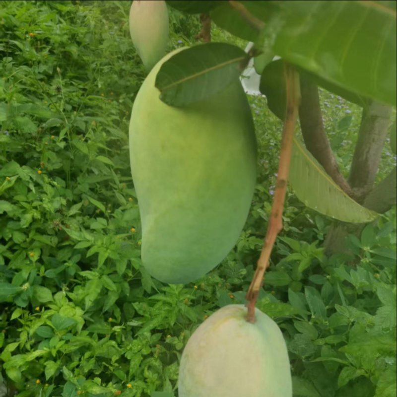 大青芒，无籽芒