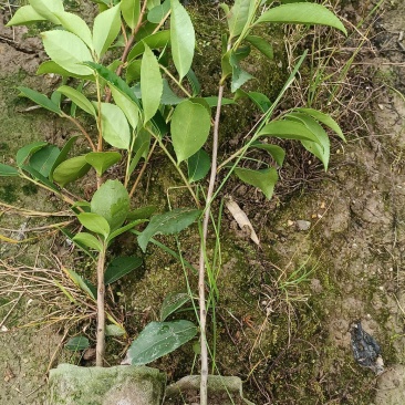 油茶袋苗长林系油茶杯苗，嫁接油茶苗