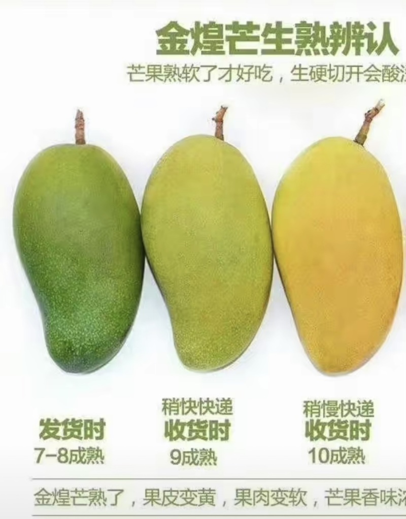 大青芒，无籽芒