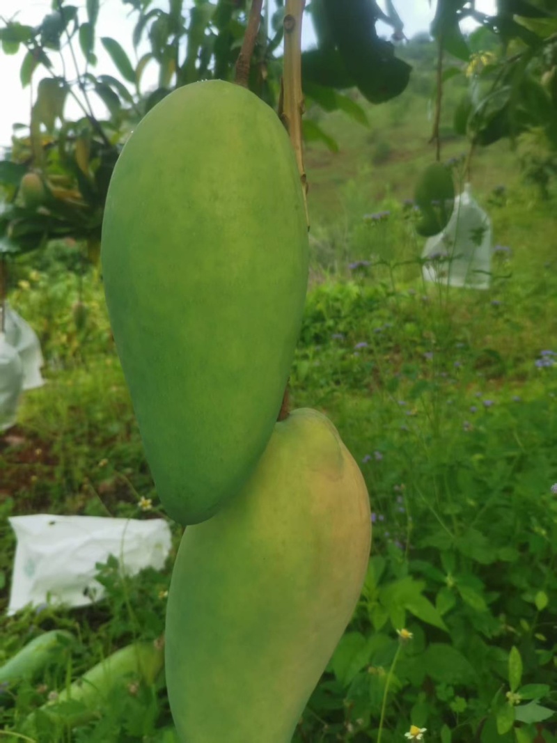 大青芒，无籽芒