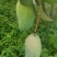 大青芒，无籽芒
