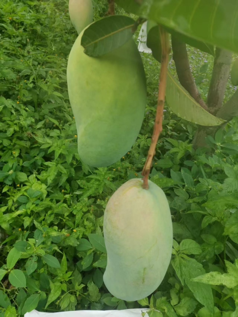 大青芒，无籽芒