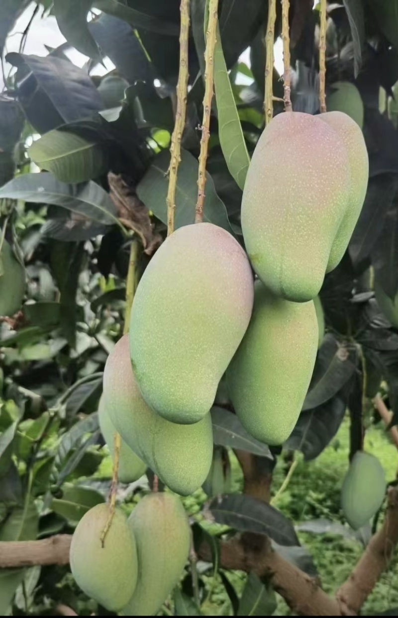 大青芒，无籽芒