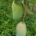 大青芒，无籽芒