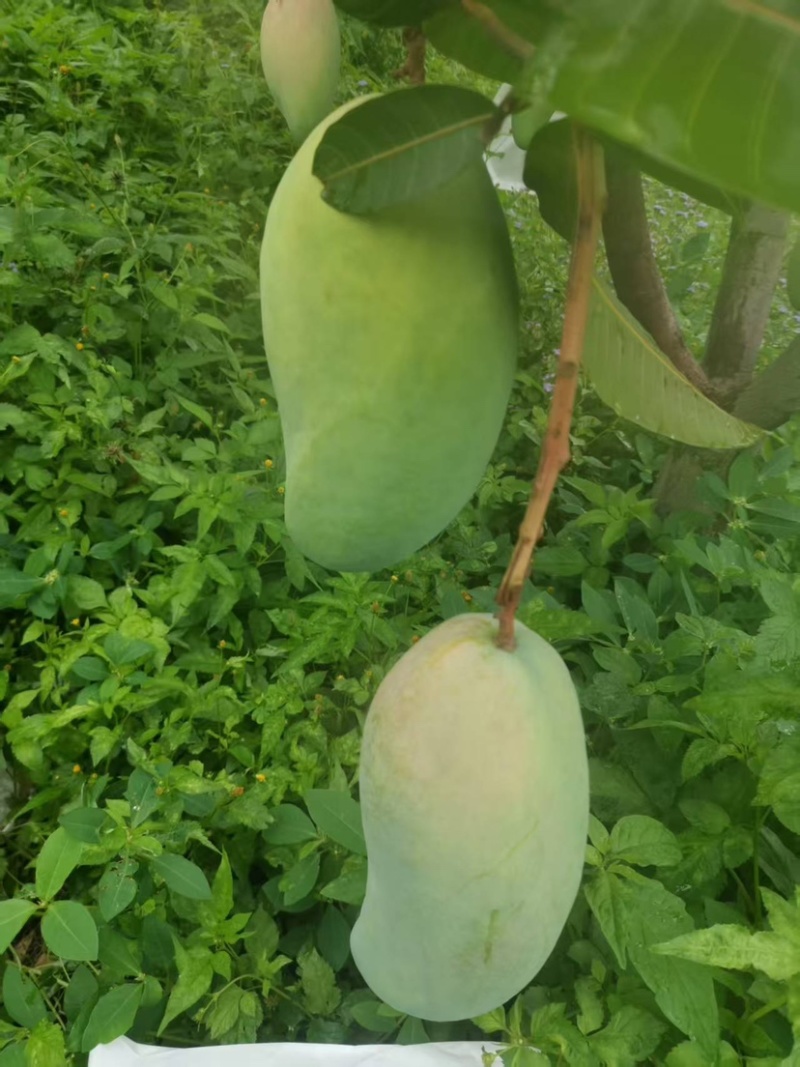大青芒，无籽芒